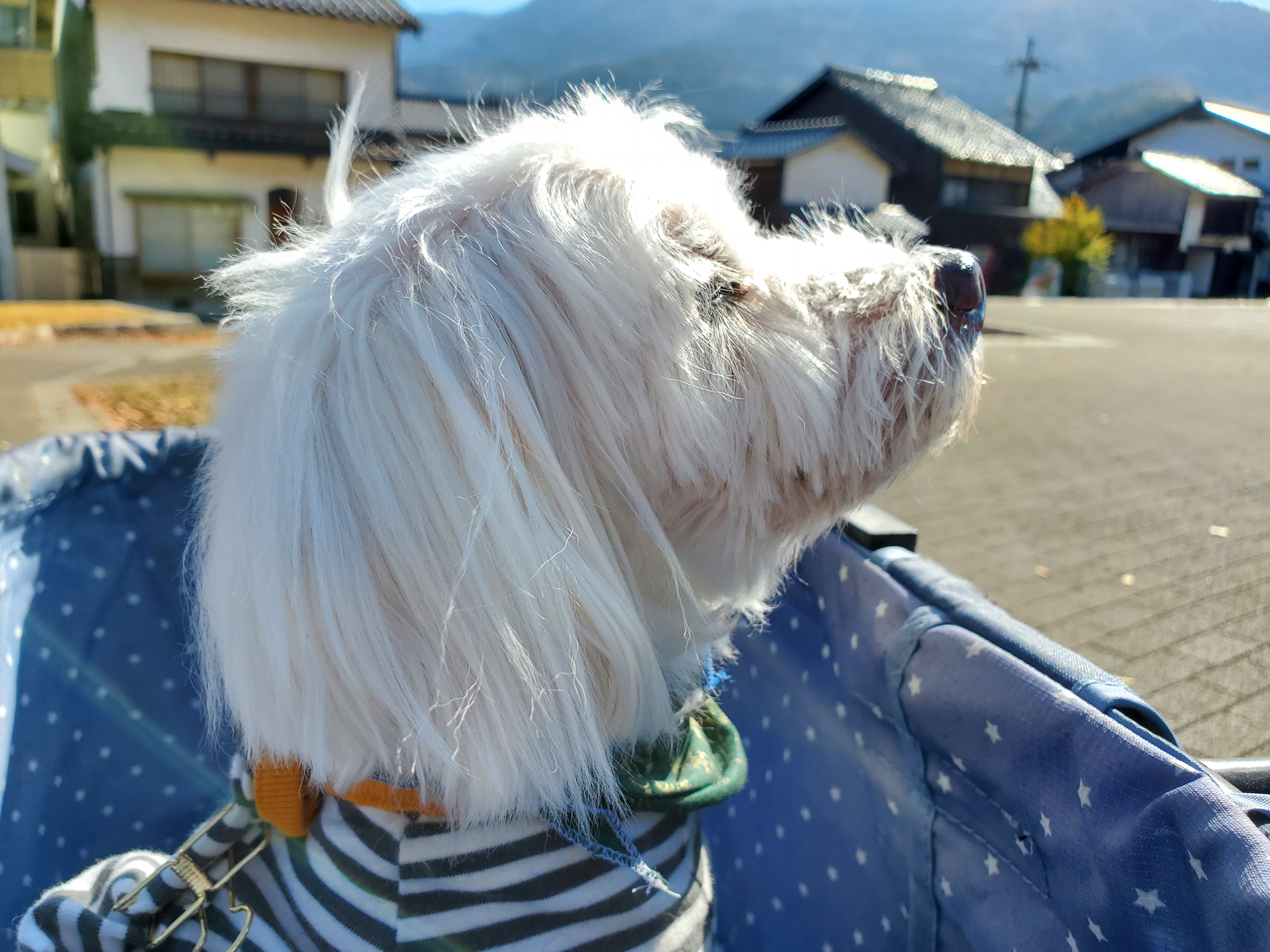 アルトが風に吹かれる写真