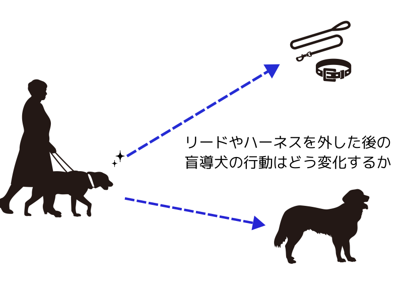 盲導犬