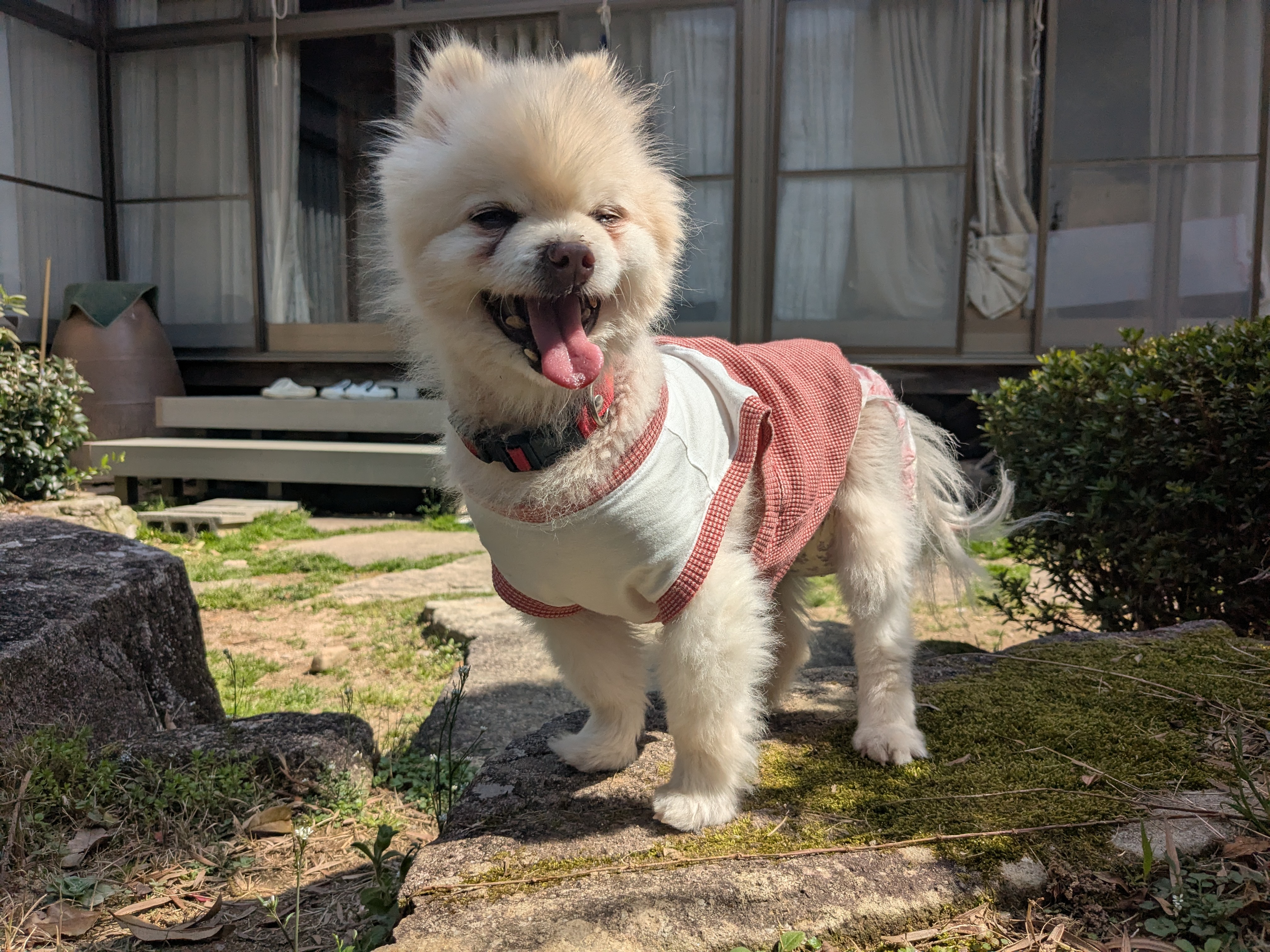 あんずの画像
