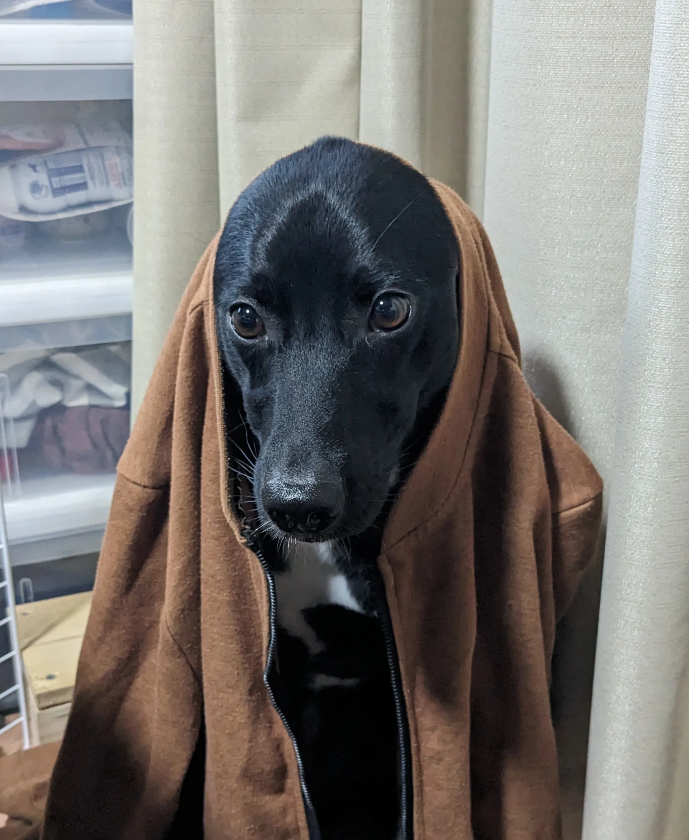 雷にびびる音