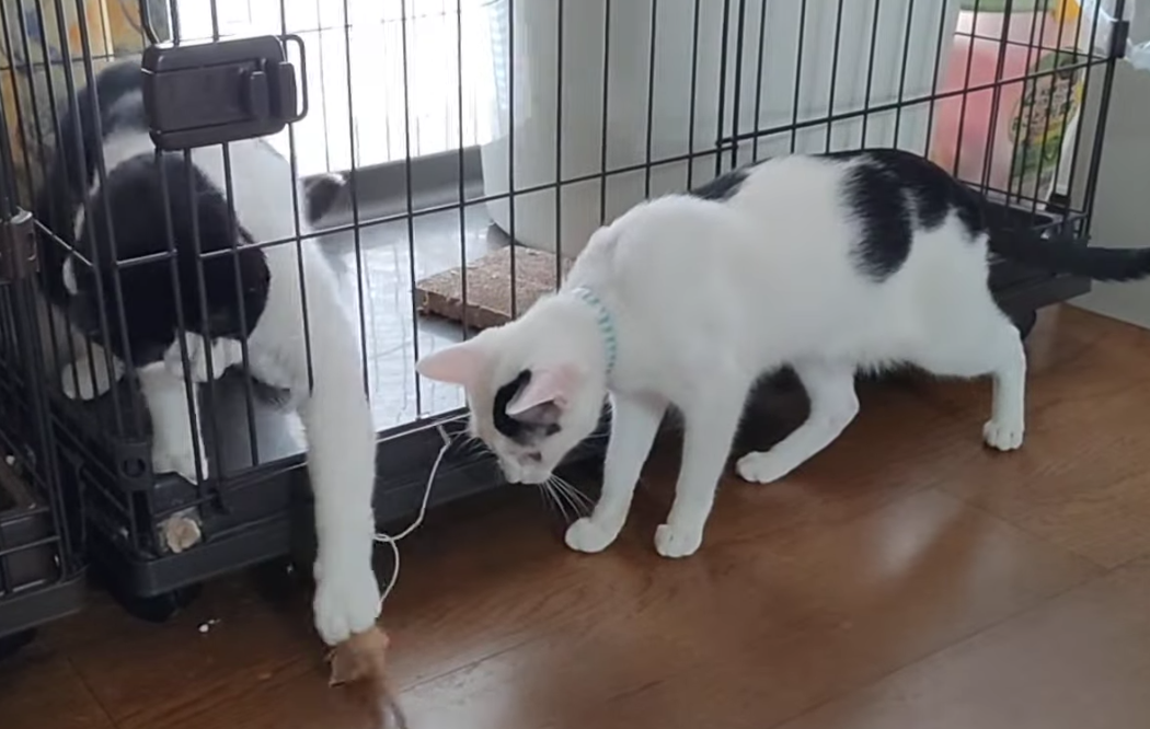 さわらとあおさ