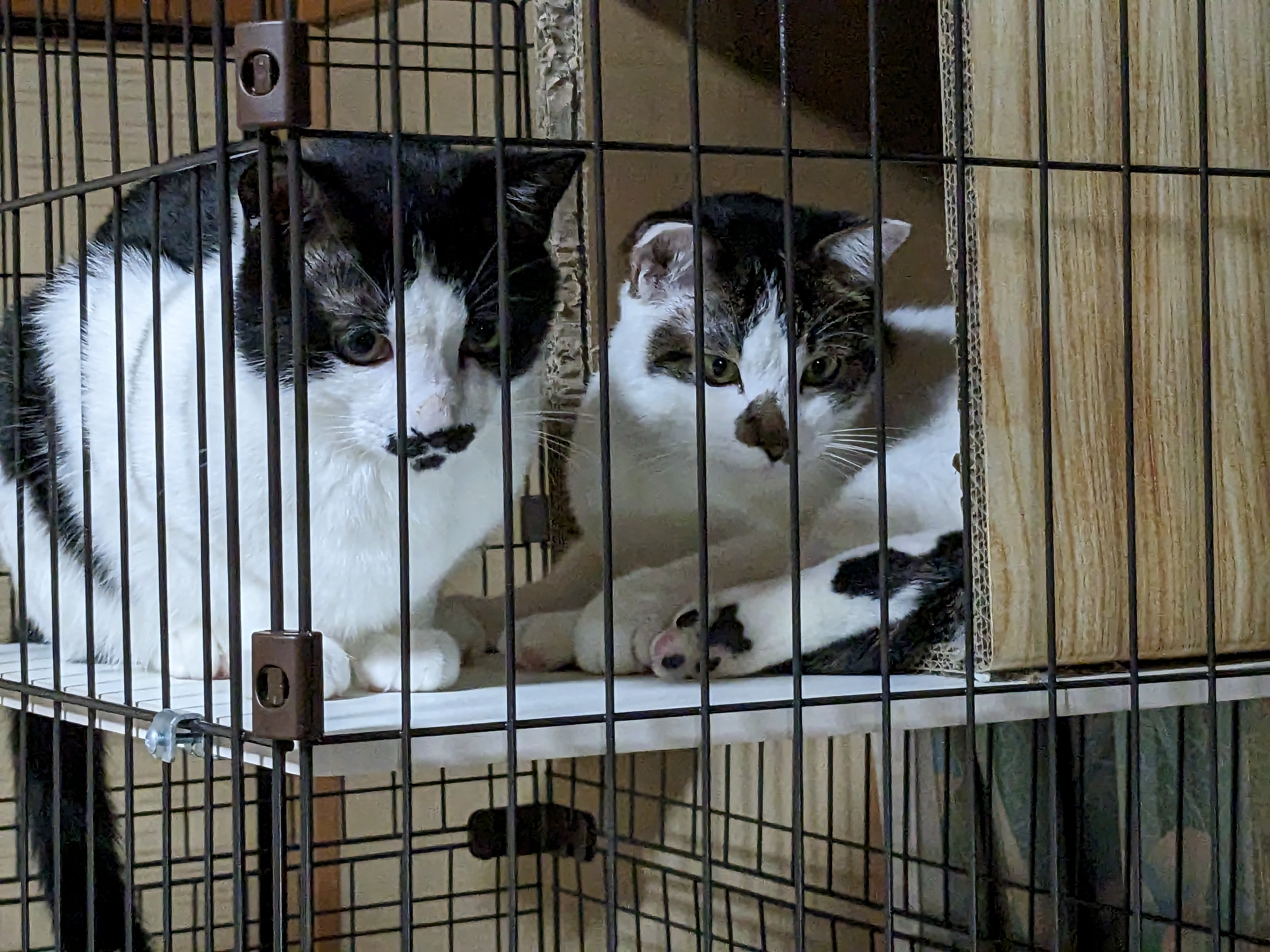 さわらとうしお